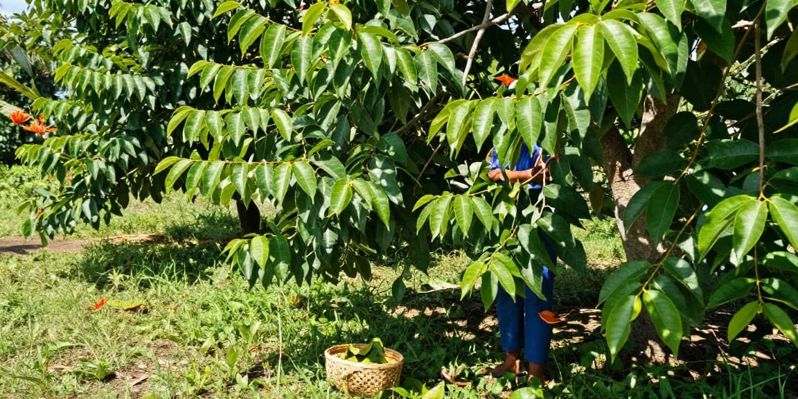 Fresh green Bali kratom leaves being harvested in tropical environment